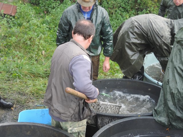 Výlov Dlouhé 2014